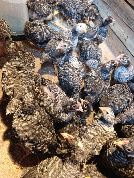 30 бр мъжки пилета