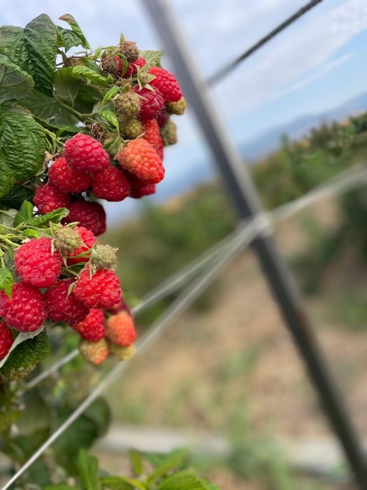 Малина хороший сорт