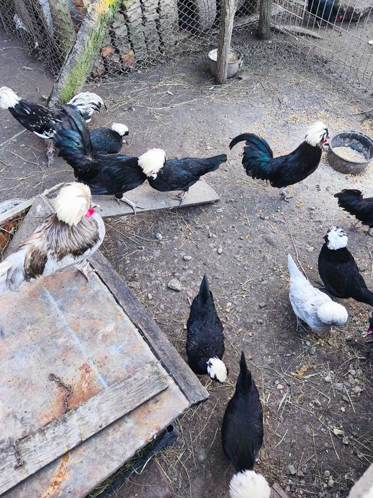 Oua de moțata oladeza