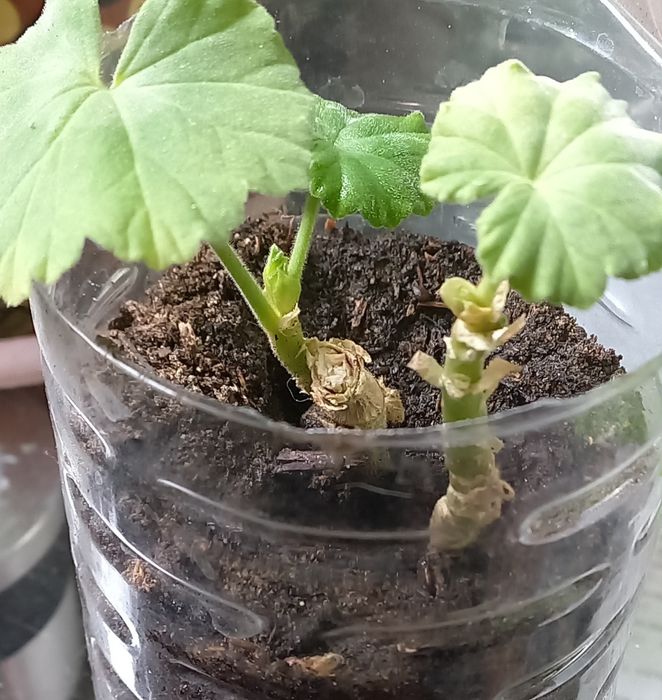 Герань зональная редкого окраса .