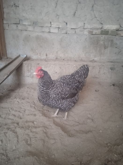 Amroks jojalari sotiladi 35 min 1 oyligi