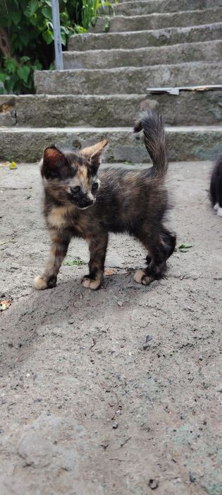 Котенок крысоловка