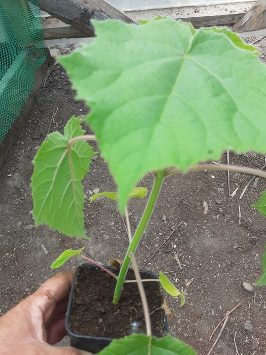 Puieți paulownia cotevisa 2