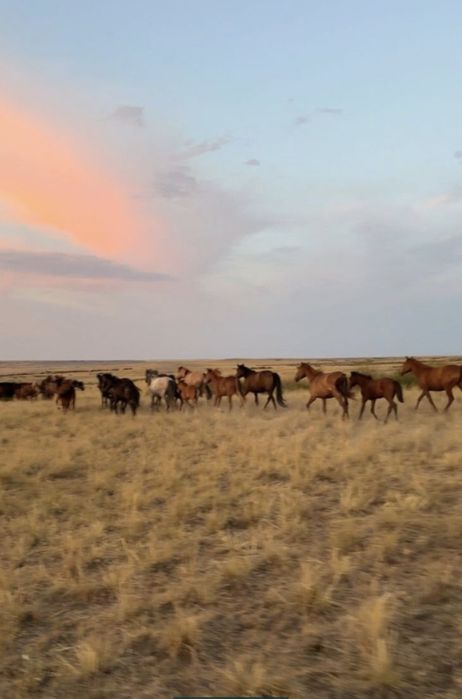 Жылқы Уйірімен сатылады