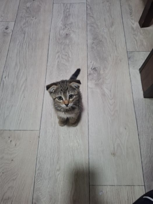 Кошка девочка в добрые руки