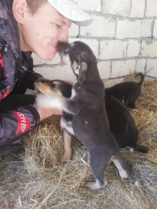 Отдам шикарных щенков