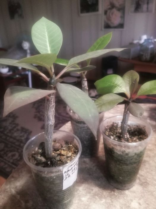 Комнатные растения