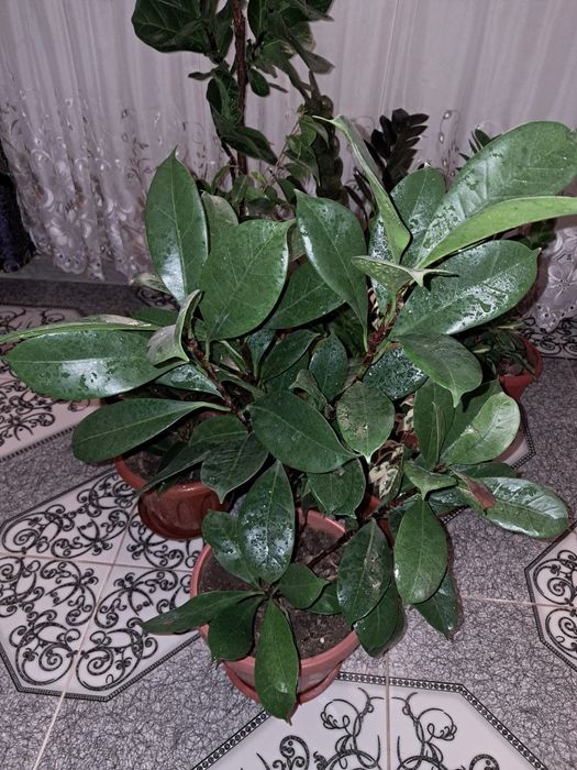 Цветы продаю Мырзакент