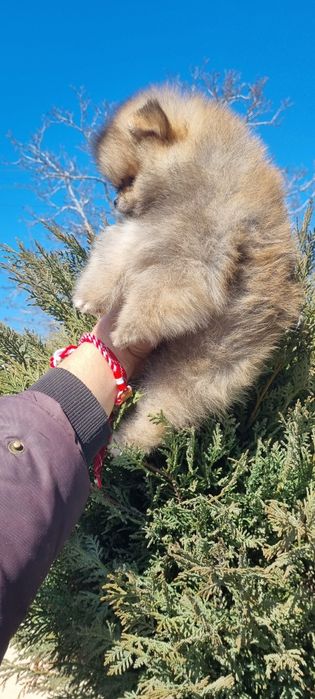 Померан померанче