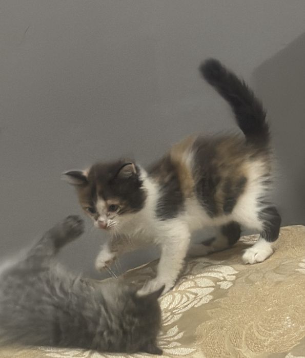Отдам котят в хорошие руки