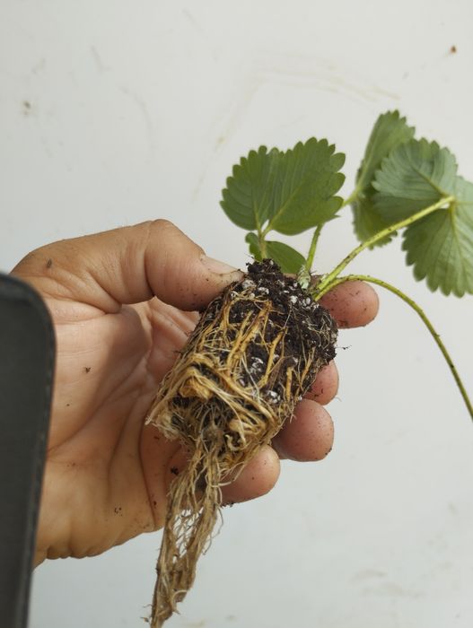 Разсад ягоди,перфектно качество