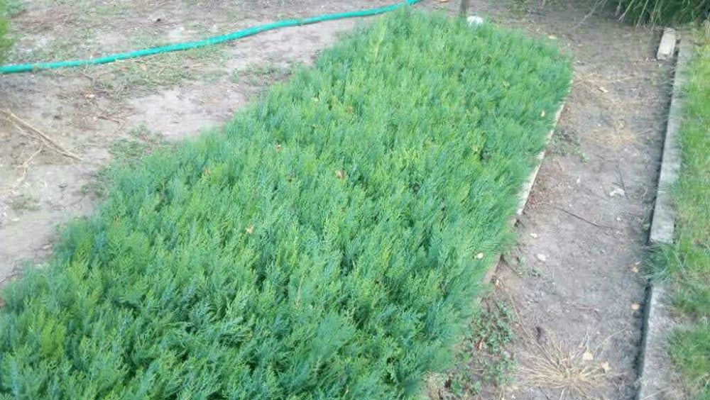 Туя източна разсад 0,80 лв