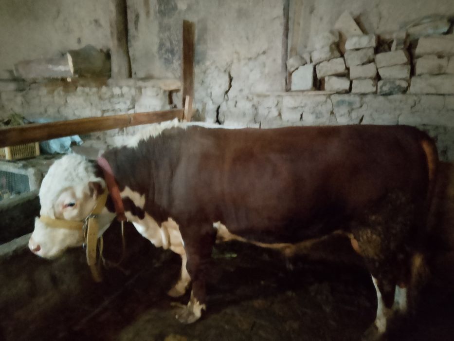 Simmental buqa sotiladi