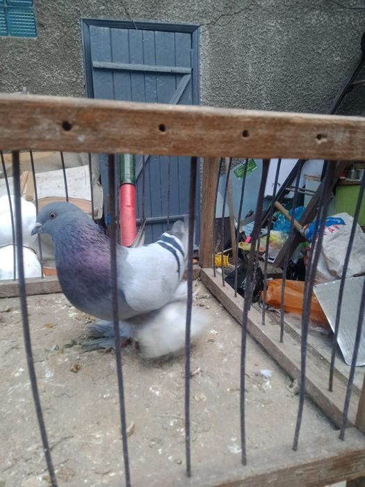 Продам голубей.   .