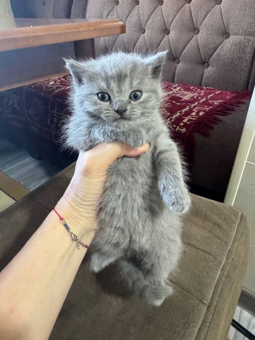 Продаются котята скотишь фолд, шиншила