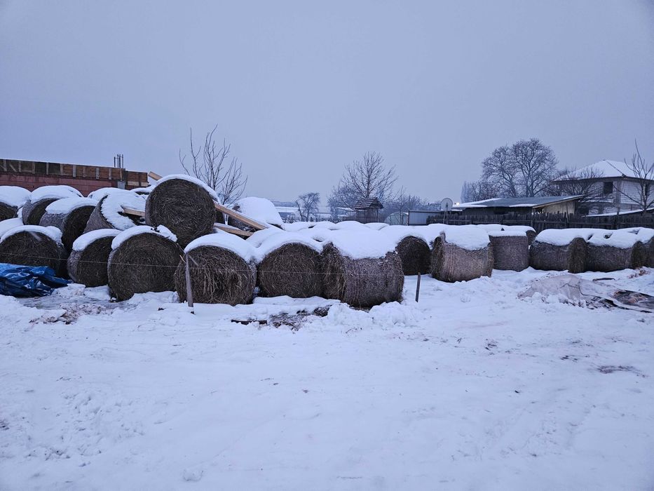 Vând baloți rotunzi de paie