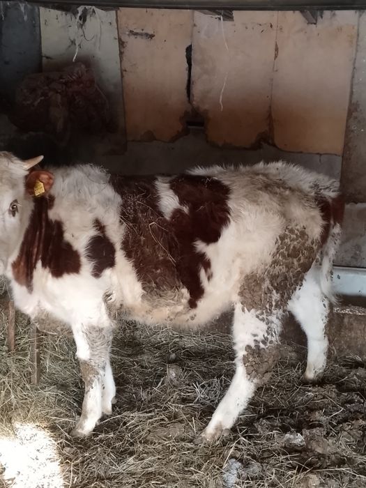 Продам тёлочку с откорма