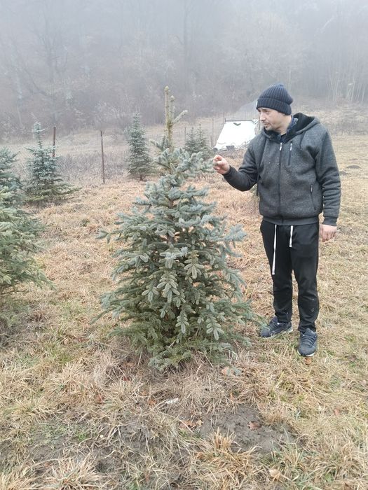 puiet molid,pin,brad,tei,pawlonia