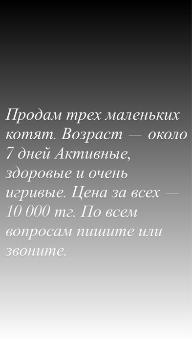 Продам 3 котят за 10 000