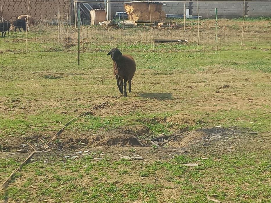 Жайдари кузи совликлар