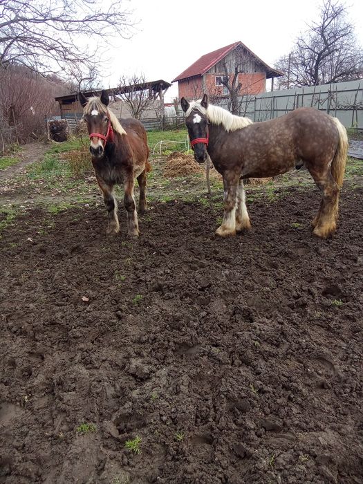 Vând doi mânji din cai grei