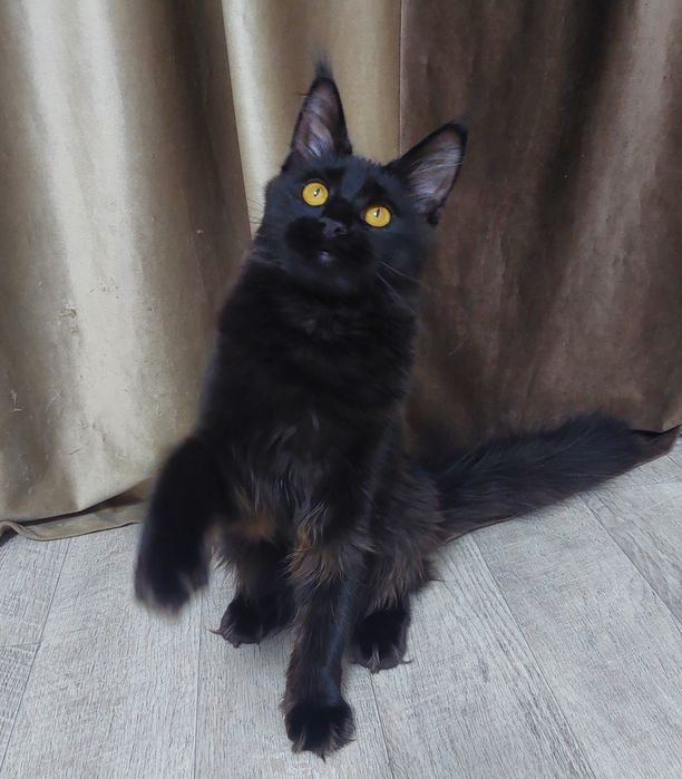 Кошечка Мей-кун 5 месяцев