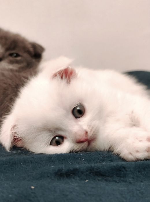 Белые шотландские вислоухие котята