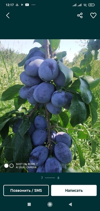 Shaftoli kuchatlari optum narxlarda 12 ta viloyatga dastafkamiz bor