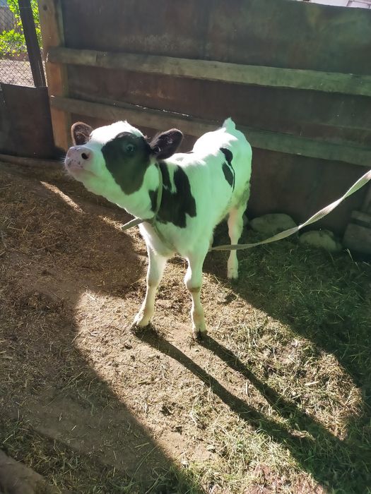 Телята здоровые.