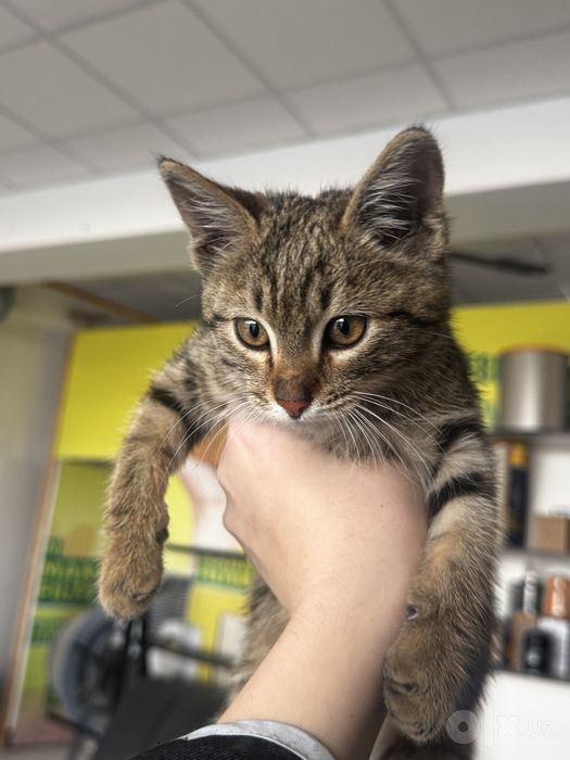 Отдается котенок (девочка) срочно!