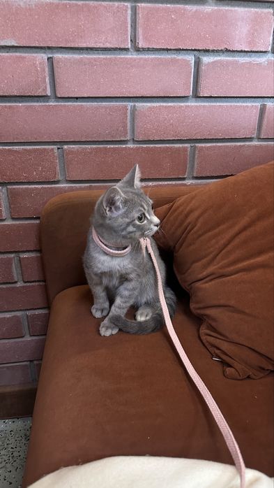 Кошкааа 15000 тг