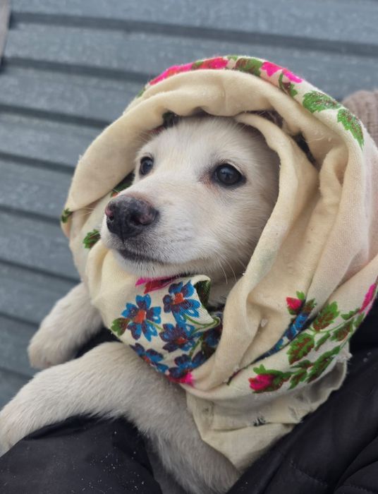 Щенки девочки 2.5месяца