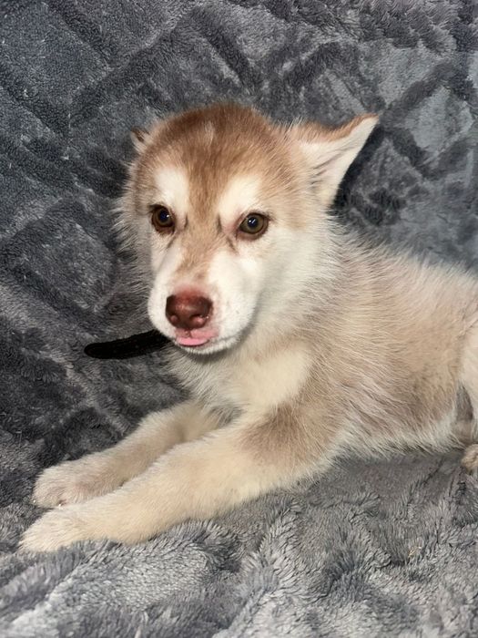 Готов к продаже щенков Хаска