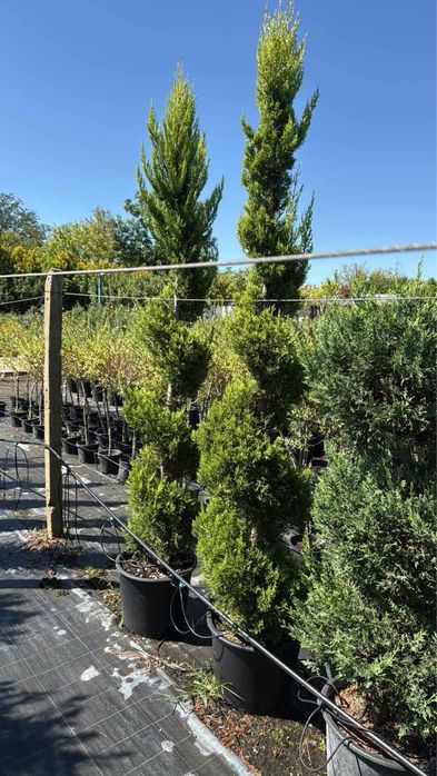 Спирали топки и пон-пони