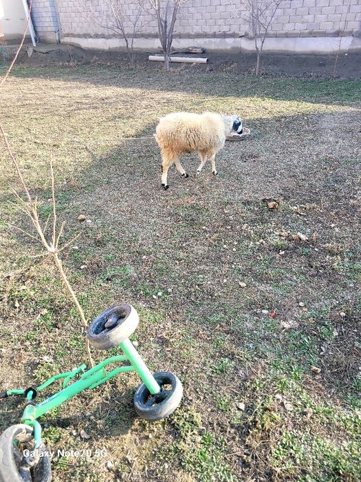 Qochqorchala sotiladi!