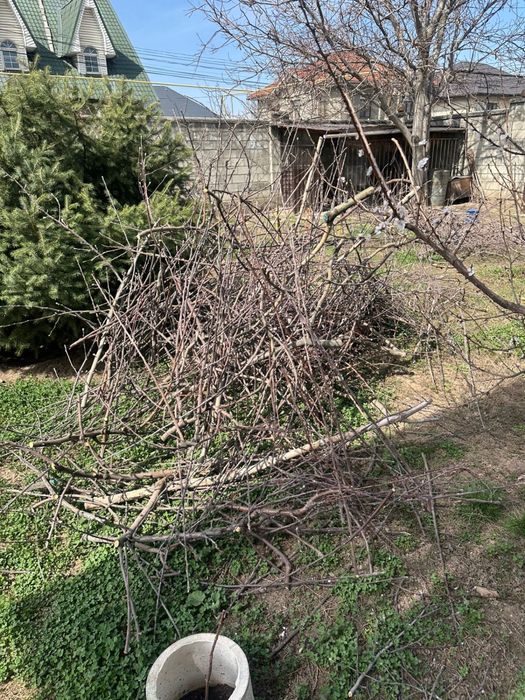 Дрова плодовых Деревьев