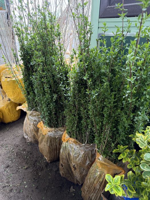 Живая изгородь. Бирючина Самшит