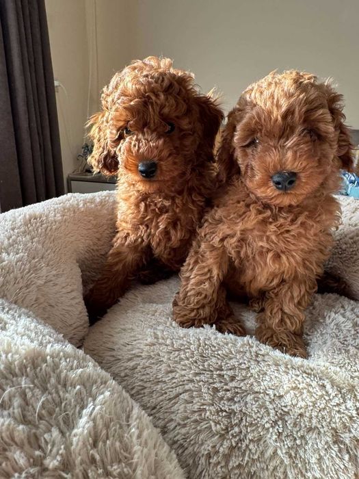 Киченцата вече са продадени