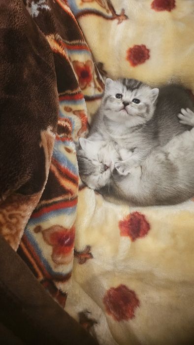 Продаются шикарные котята серебряной шиншиллы.  Котята родились 25 ноя