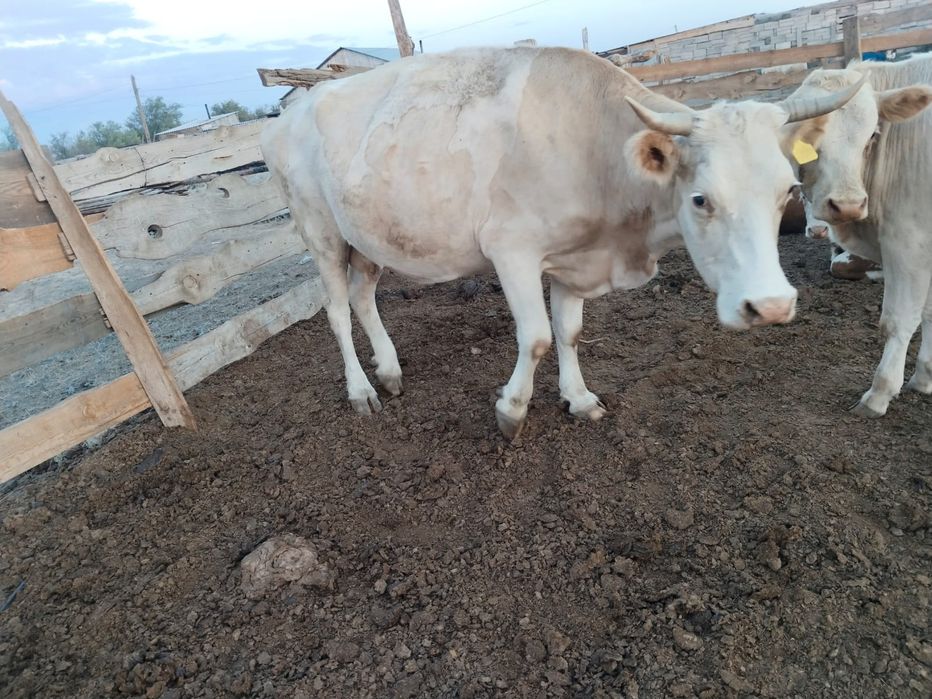 Продам коров 3.4 отел