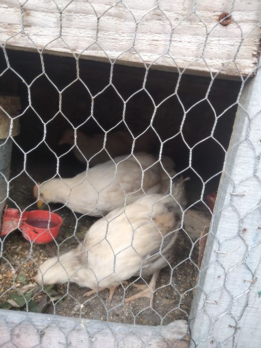 Pui de vânzare din cinci rase diferite