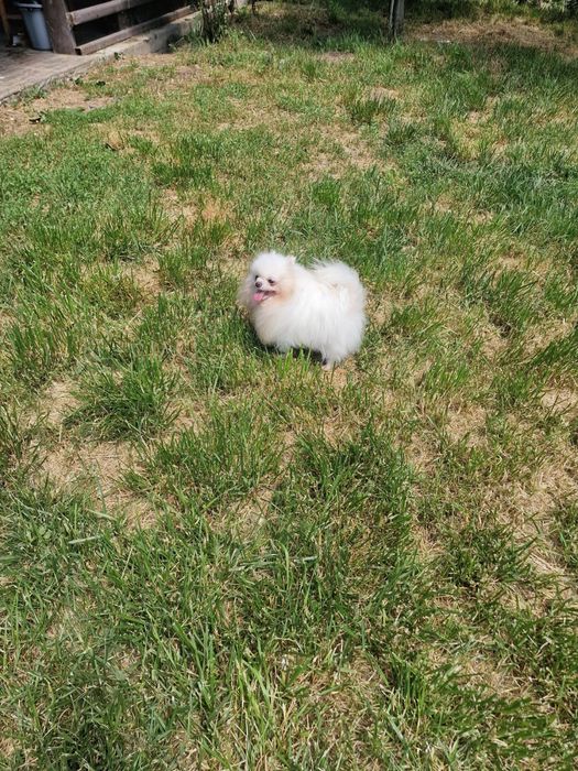 Fetita pomeranian