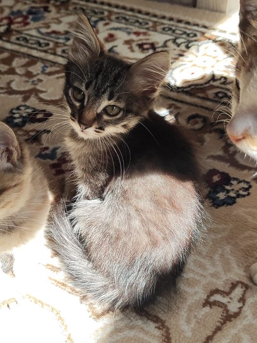 Отдам котята Бауырластар 2