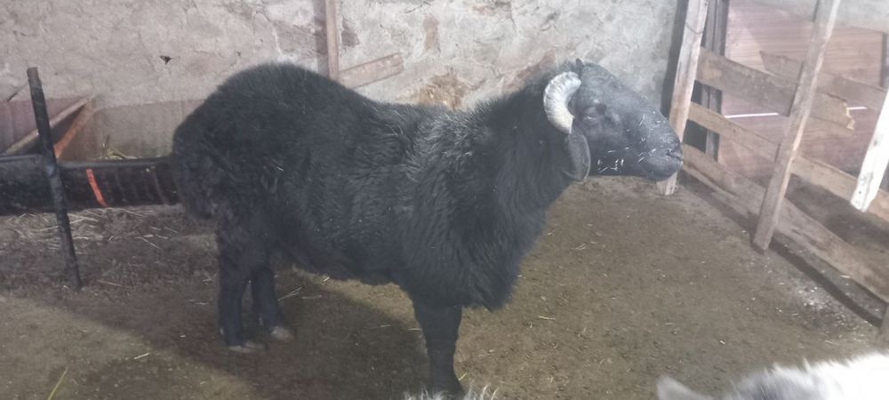 Qochqorlar sotiladi qora va oq