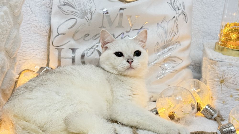 Шикарная британка