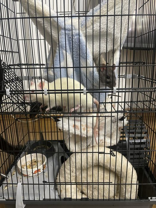 крыски, клеткиии