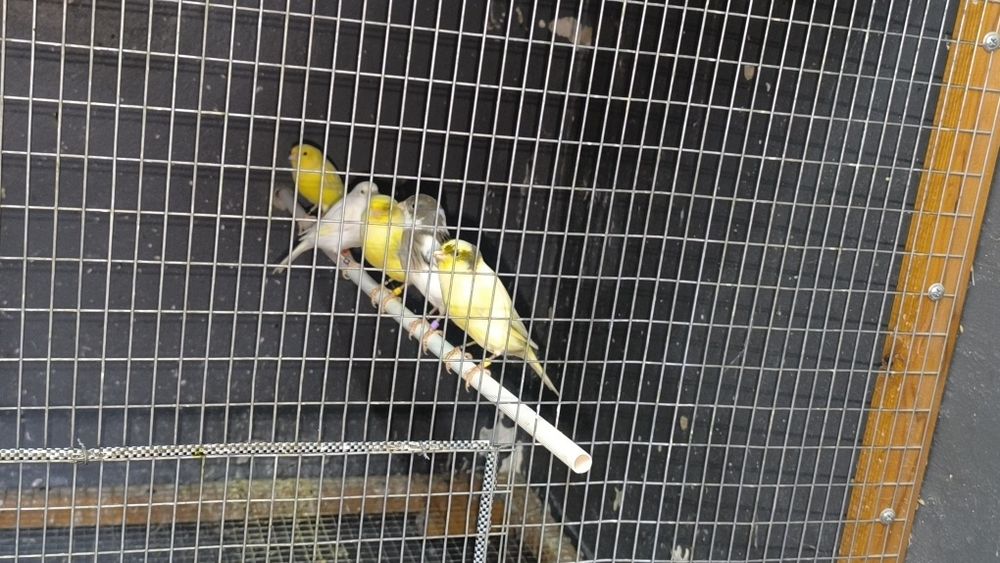 Канарчета  орфей мъжки и женски