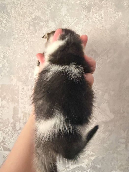 Мушук боласи,котенок девочка