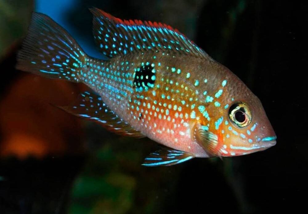 Акаариум баликлари Зоомагазин Кеша