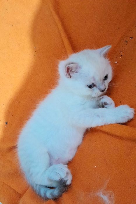 Британска/шотландска сребърна чинчила